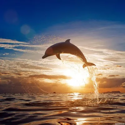 Животные, #Дельфины, #аватары, #картинки, #фото, #авы,  https://avatarko.ru/kartinka/11807 | Морские существа, Дельфины, Животные