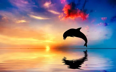 Дельфины: фото и картинки