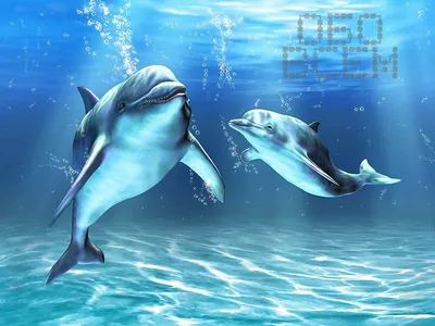 Изображение дельфина - красивые фото запаса дельфинов Стоковое Фото -  изображение насчитывающей свобода, сторона: 37944208
