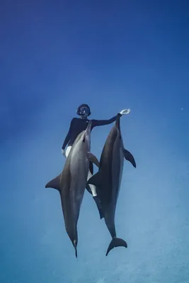 Виды Дельфинов фото и описание - YouTube