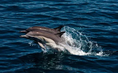 Арты милых дельфинов - 69 фото