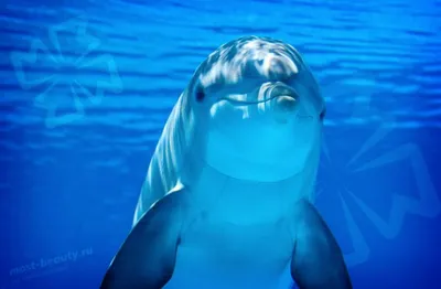 Самые красивые виды дельфинов в мире: описание и фото | Дельфины, Животные,  Млекопитающие