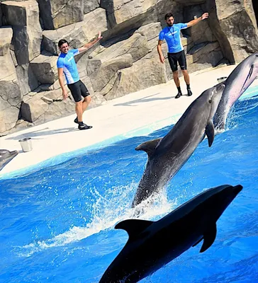 Самые красивые виды дельфинов в мире: описание и фото