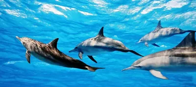 Save Dolphins / Дельфины и киты / Dolphin Project - 8 октября 2021 -  Дельфины в безопасности Ещё один день бухта остаётся голубой. Сегодня в  Тайцзи усилился ветер и охотники вернулись в