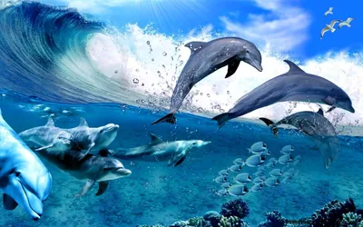 Дельфины (50 фото) | Delfines, Delfines en el mar, Fondos de pantalla