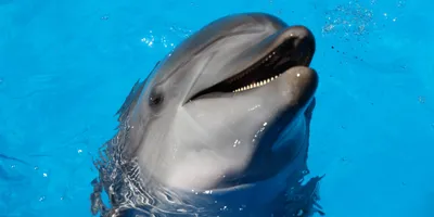 Самые маленькие дельфины в черном море - 61 фото