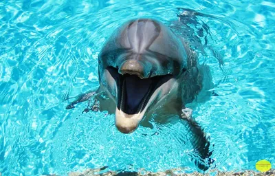 Житель Приморья повстречал огромную стаю дельфинов - KP.RU