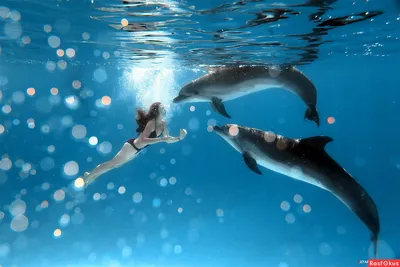Почему дельфины спят половиной мозга и другие интересные факты