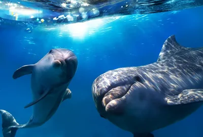 Боуто. Розовый дельфин | Дельфины, Редкие животные, Животные