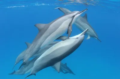 Интересные факты про дельфинов. | Калейдоскоп планеты | Дзен