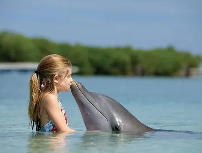 Дельфины-разведчики и шеф-повара: необычные факты о самых дружелюбных  морских обитателях планеты