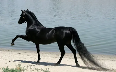 Как выглядят самые красивые лошади …» — создано в Шедевруме