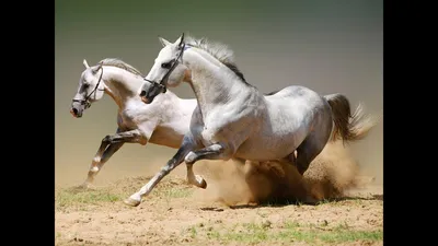 Самые красивые лошади в мире. Фризская порода лошадей