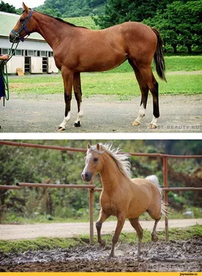 Альбом Самые красивые лошади мира PANINI 161492410 купить в  интернет-магазине Wildberries