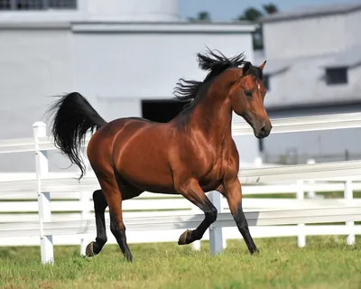 Самые красивые лошади» — создано в Шедевруме