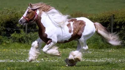 ТОП-7 самых красивых лошадей мира: породы, описание, фото, видео