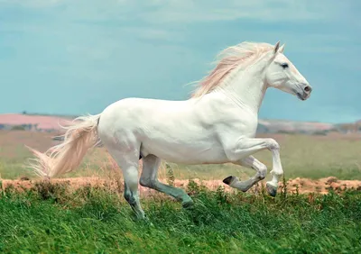 Самая красивая лошадь в мире - 79 фото