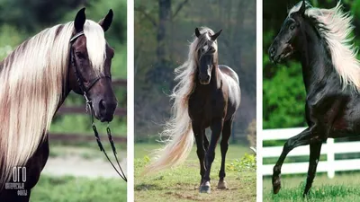 Марвари: самые загадочные лошади в мире - YouTube | Лошади, Лошадиные  породы, Красивые лошади