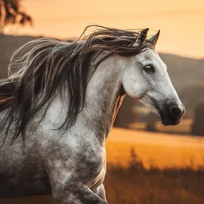 Очень красивые лошади | Лошадиные породы, Красивые лошади, Фотографии  лошадей