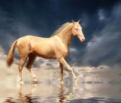 Как выглядит самые красивые лошади» — создано в Шедевруме