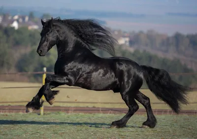 Самые красивые кони фото фотографии