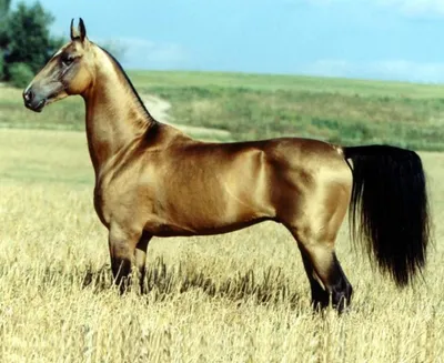 Божественная красота !!! Самая древняя и красивая лошадь в ... | ОБО ВСЕМ |  Фотострана | Пост №2621432853