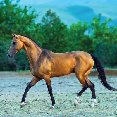 Ахалтекинские кони | Millilik