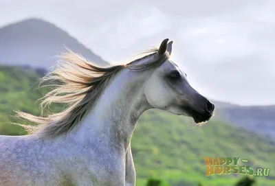Выдающиеся лошади | Пикабу