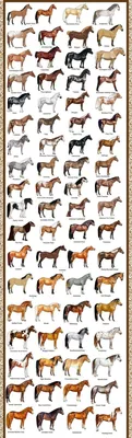 Карачаевская лошадь — Википедия