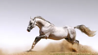 Самый красивый конь в мире - красивые фото