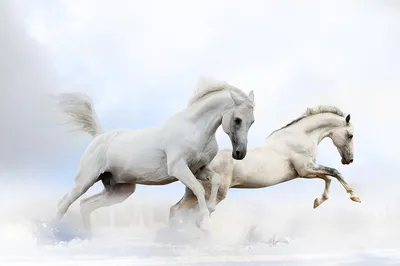 Картинки на тему #лошадь_fantasy - в Шедевруме