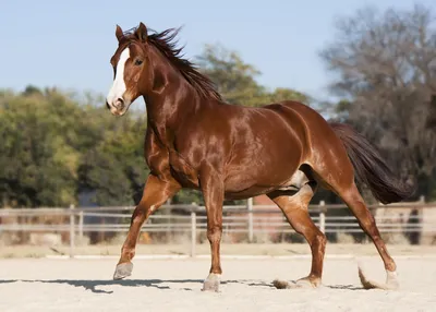 Самые красивые лошади: наиболее прекрасные породы коней в мире