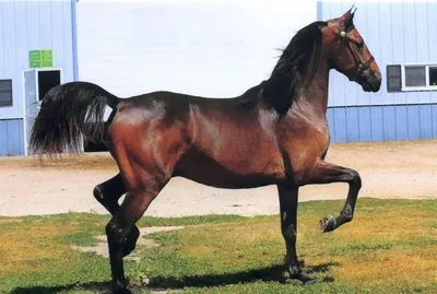 Арабские скакуны – элитные лошади