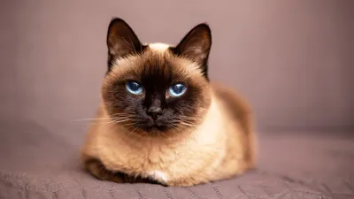 Самые красивые коты в мире фото фотографии