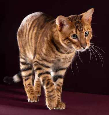 ФОТО: Самые красивые коты в мире? - Бублик