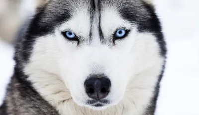 Самые красивые породы собак в мире: ТОП-30 с фото и названием