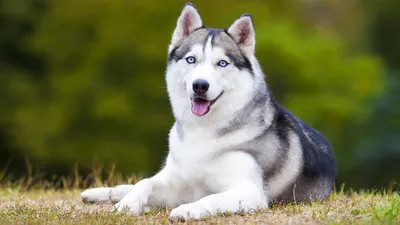 Какие породы собак самые милые - топ самых красивых пород собак
