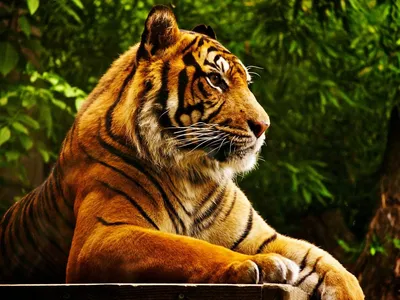 Самые красивые тигры фото 