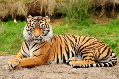 К чему снится тигр — сонник: тигр во сне | 7Дней.ру