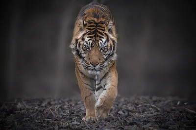 Блоги: Тигры – дикий животный магнетизм (Notolerance) - Fanat1k.ru