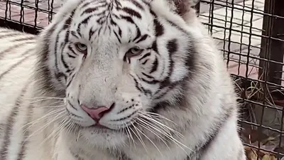 Самый красивый белый тигр выбрал себе чистое местечко! - YouTube