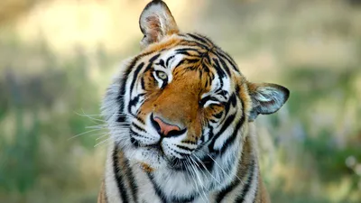 Дрессировщики советуют петербуржцам не держать дома тигров