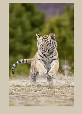 Самые красивые тигры (100 фото) 🔥 Прикольные картинки и юмор
