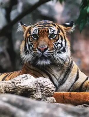Тигры в Ижевске: лучшие фото хищников - KP.RU