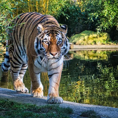 Красивые фото животных. Тигры. (21 фото) | ФотоИнтерес
