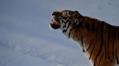 Малоизвестные факты о тиграх | Живая планета | Дзен