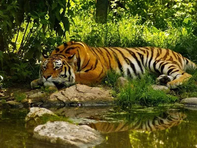 Тигрица картинки - 65 фото