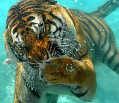 30 невероятных фотографий тигров: trasyy — LiveJournal