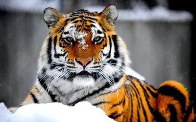 Красивые картинки белый тигр (36 фото)