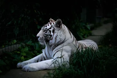 Очень красивый тигр - красивые фото